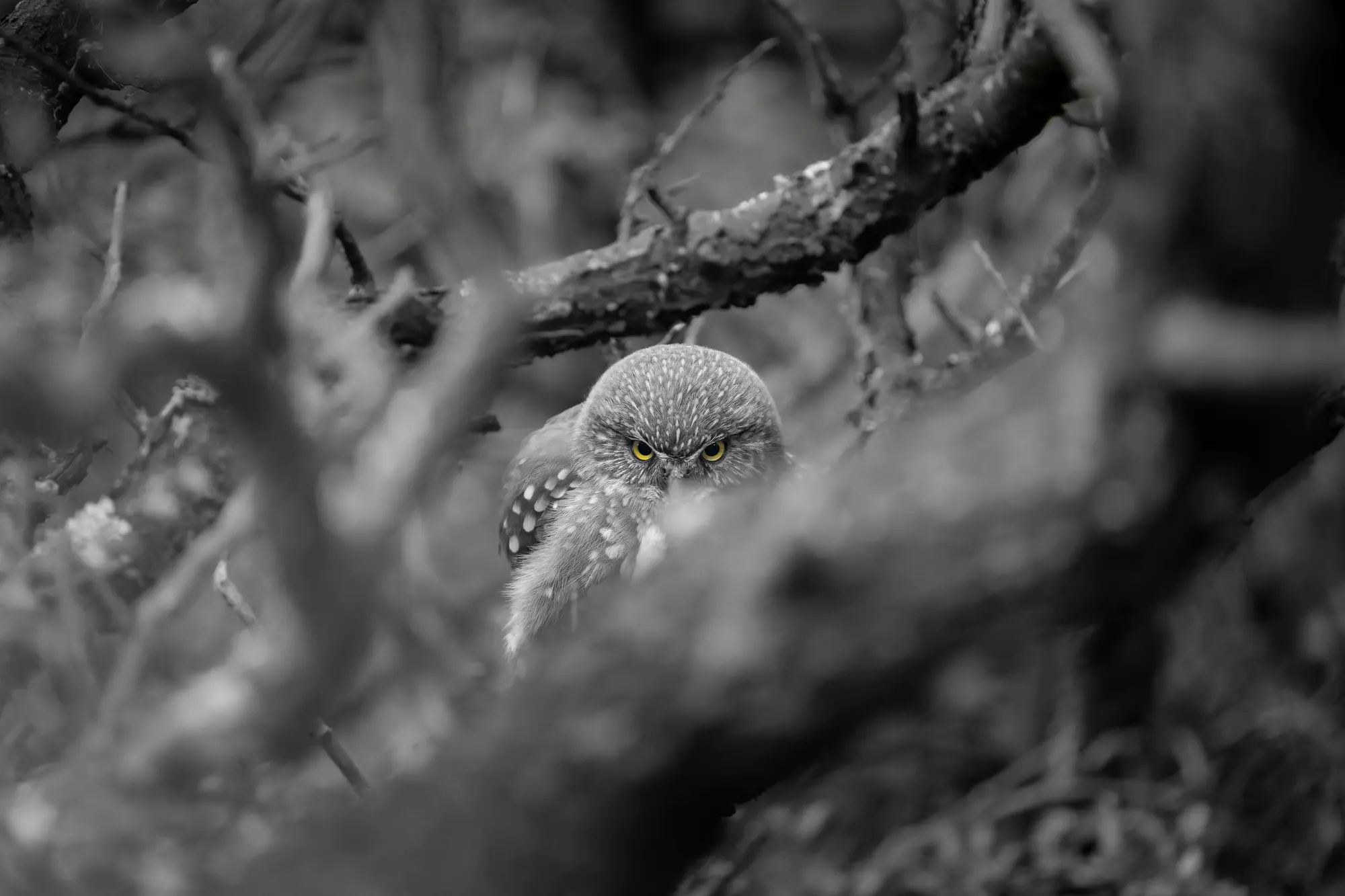 Aves Patagónicas