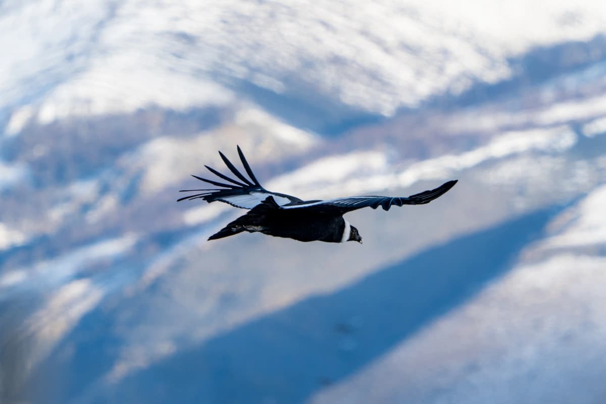 Condor in flight