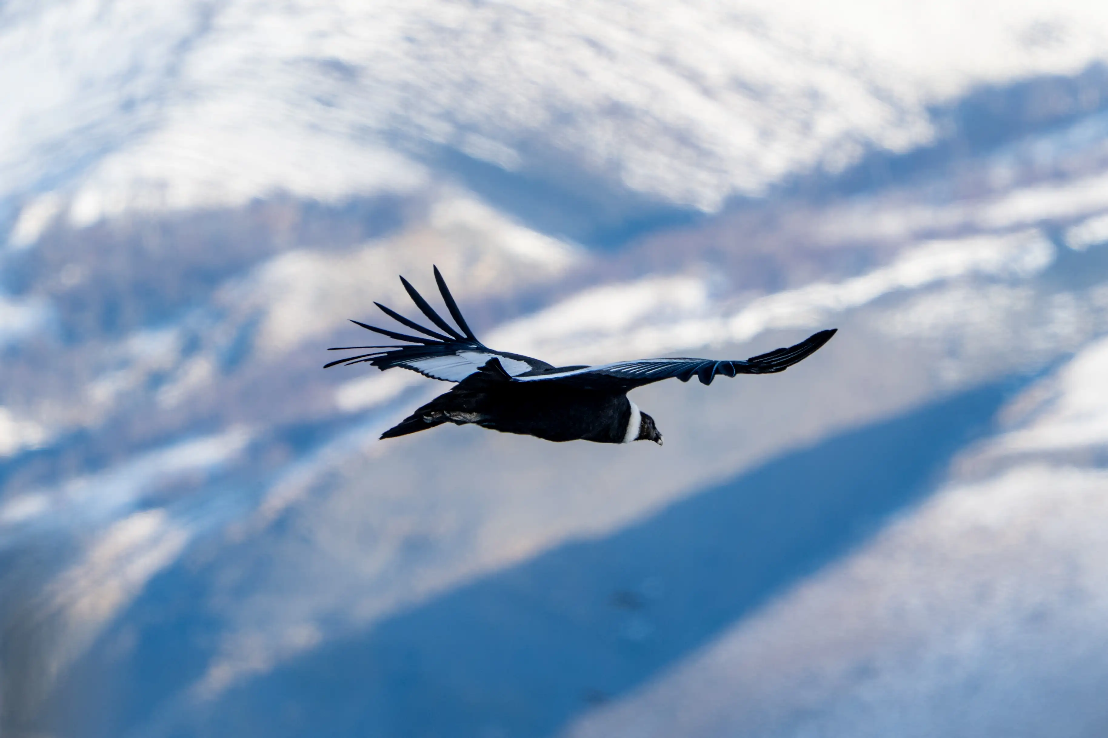 Patagonian Wildlife 2