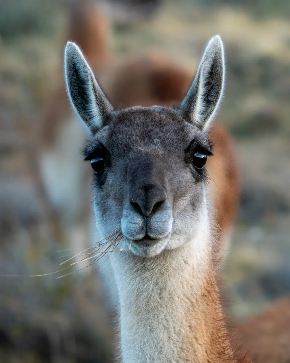Fauna Patagónica