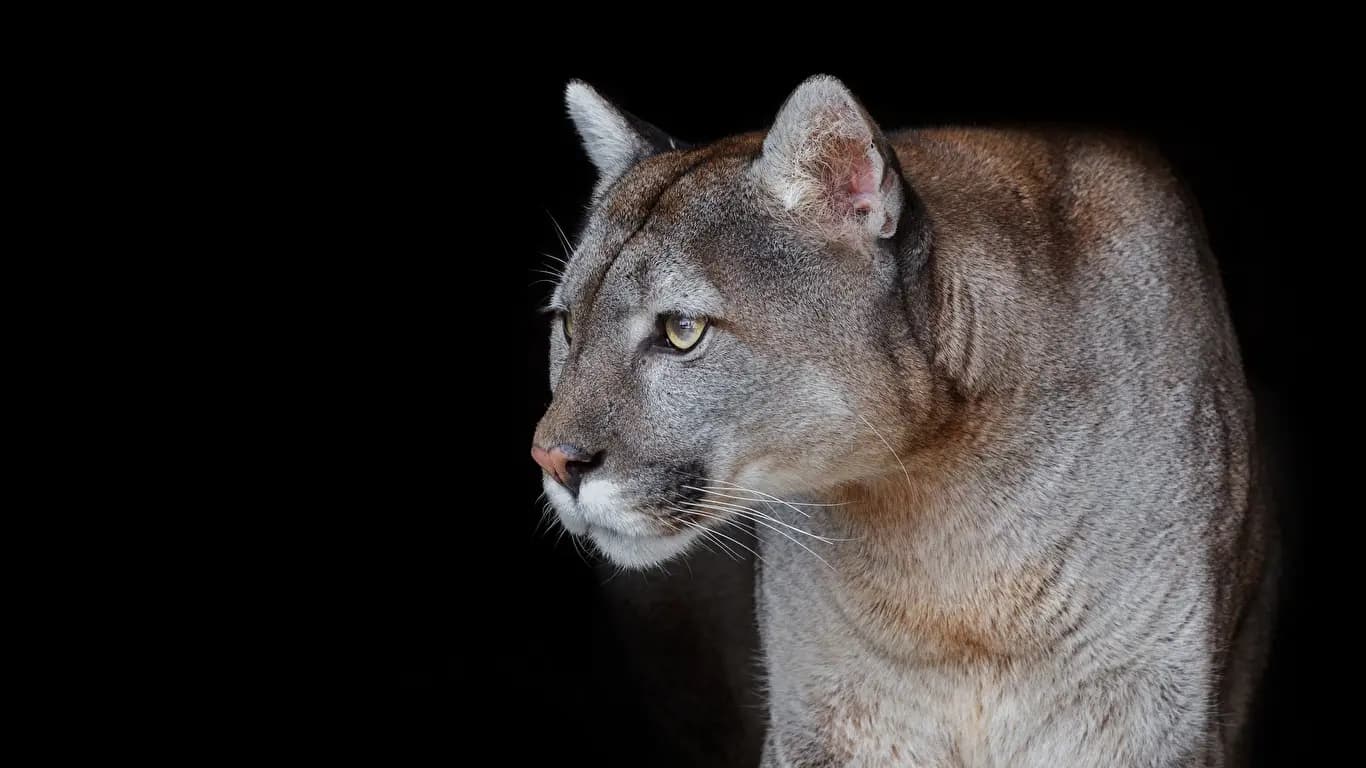 Patagonian Wildlife 1