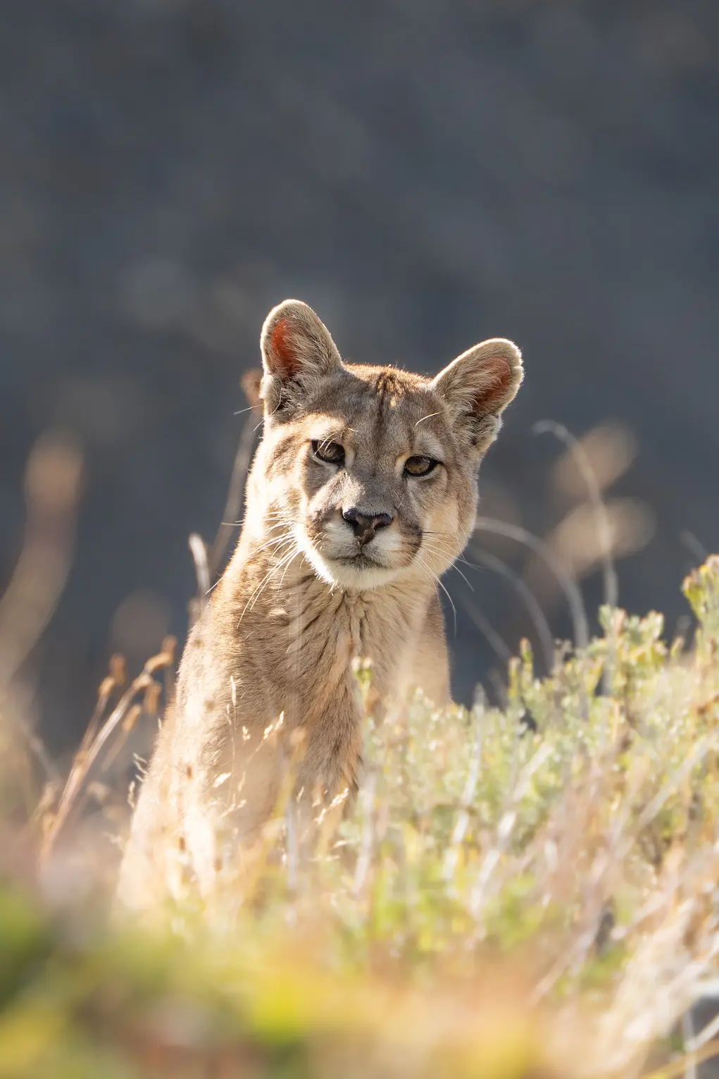 Puma close-up