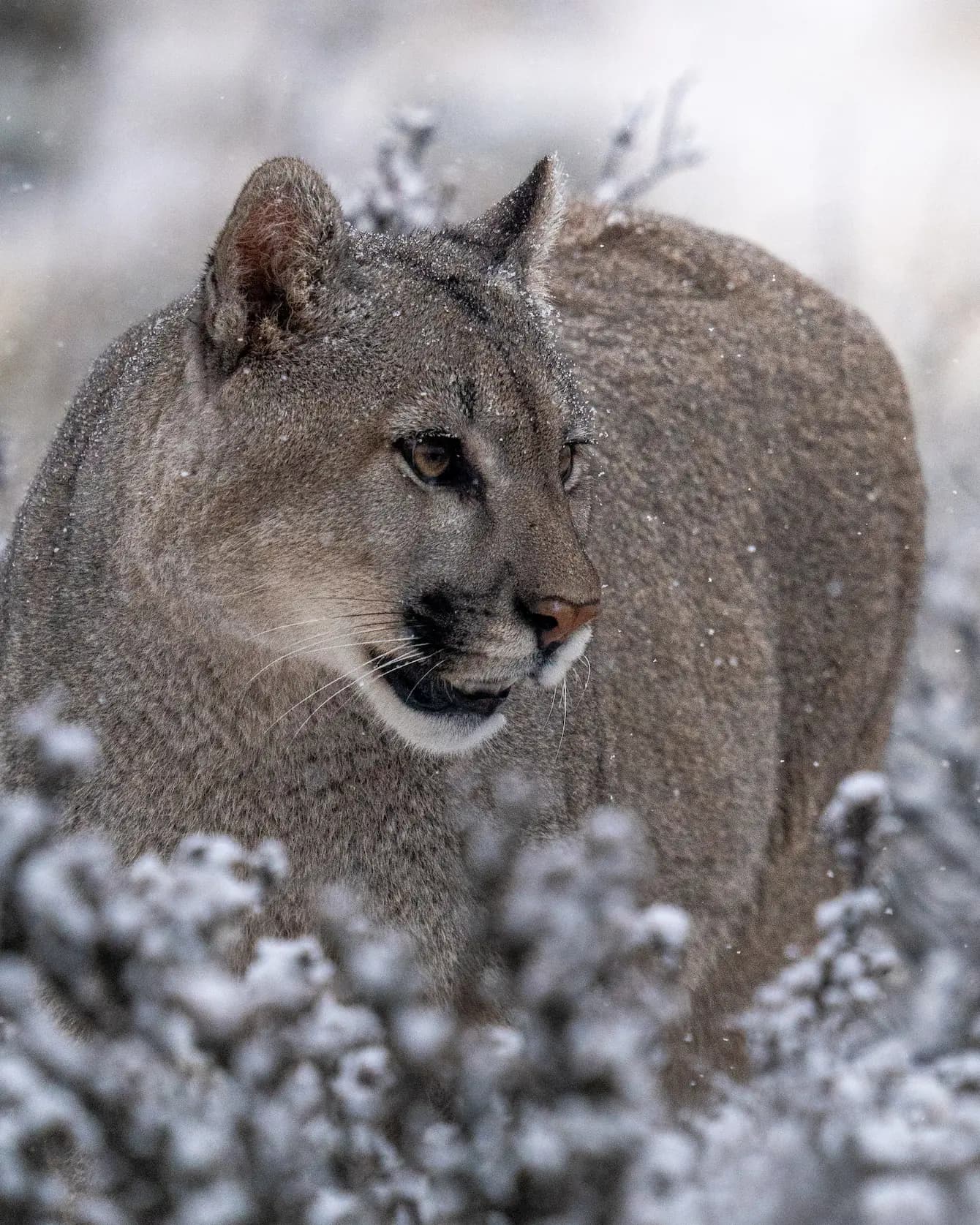 Puma Patagónico