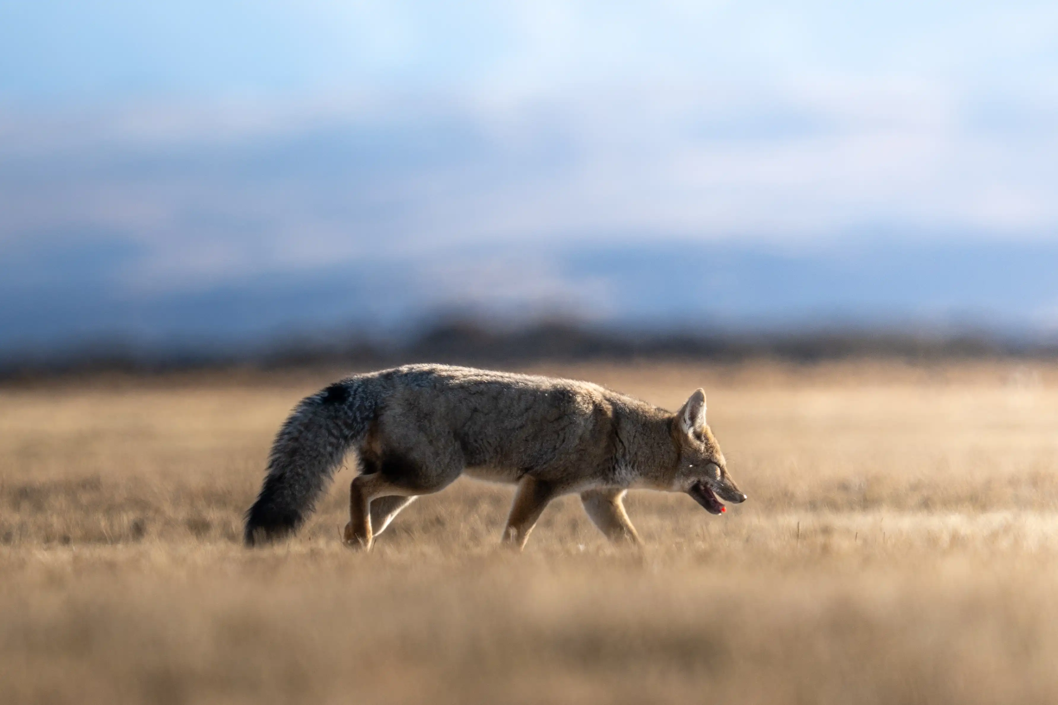 Patagonian Wildlife 3